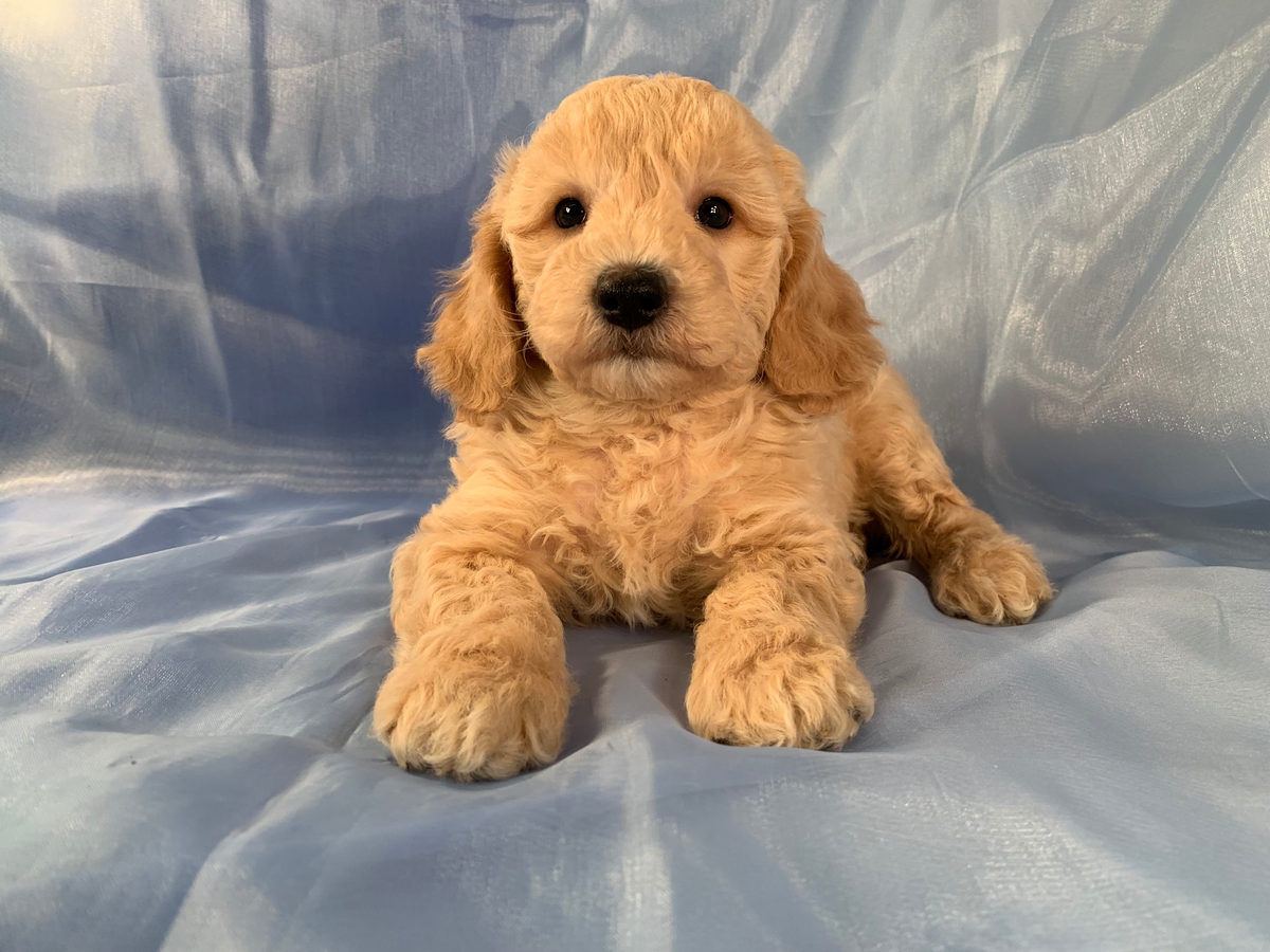 Iowa Breeders, F1b Mini Goldendoodle Puppy For Sale DOB 2021-09-21 $1800